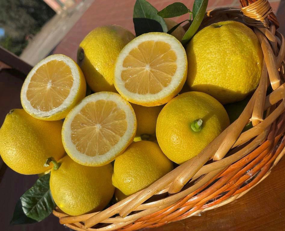 10 KG SICILIAN TABLE LEMONS 