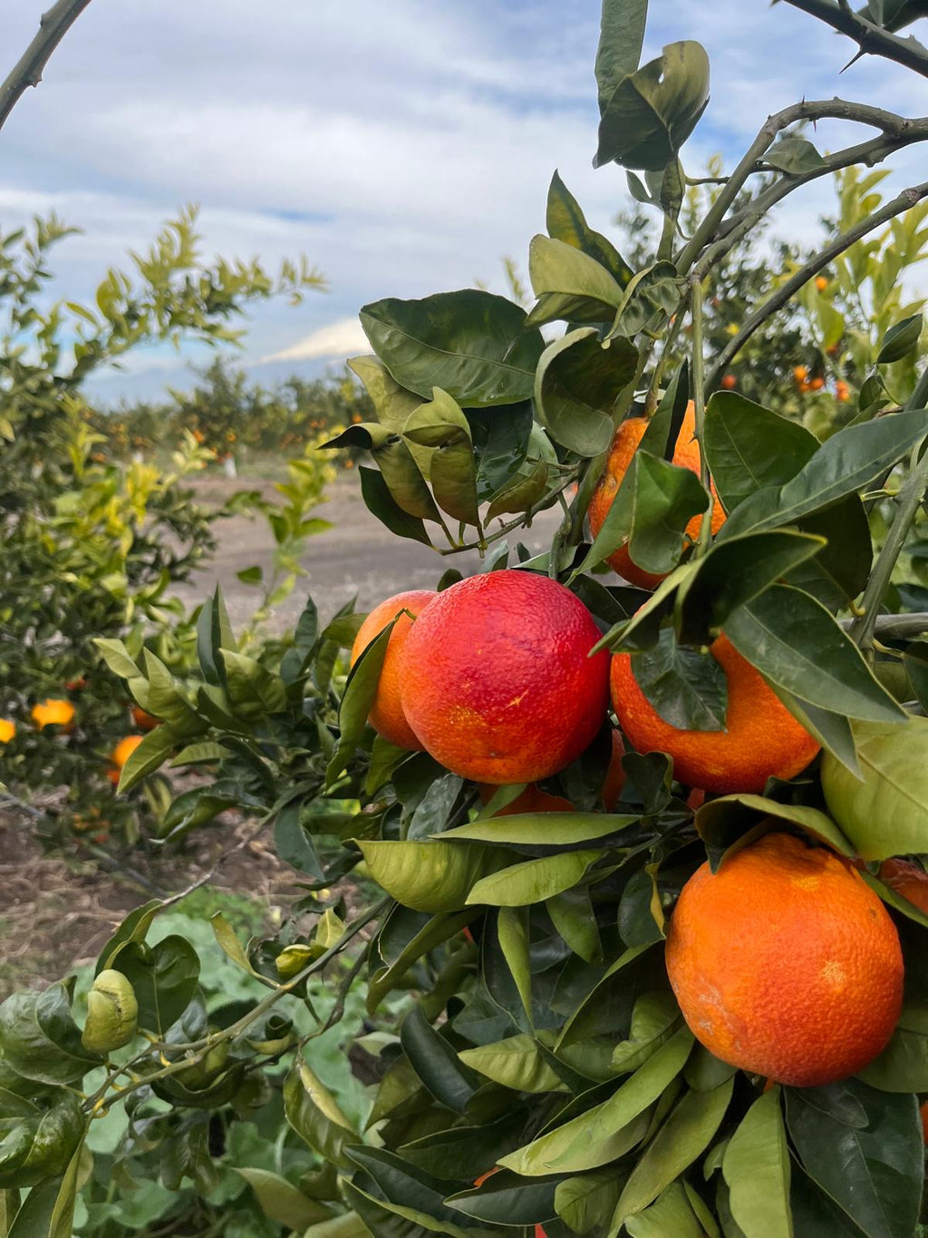 Arance Tarocco Lemposo da Tavola
