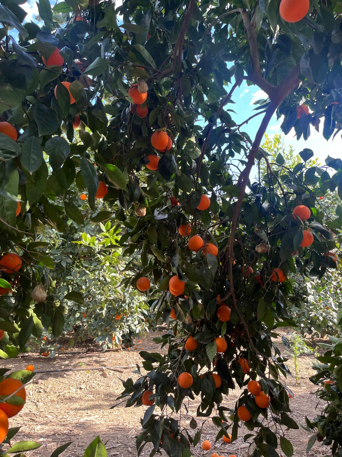 Arance Tarocco Sciré da Spremuta