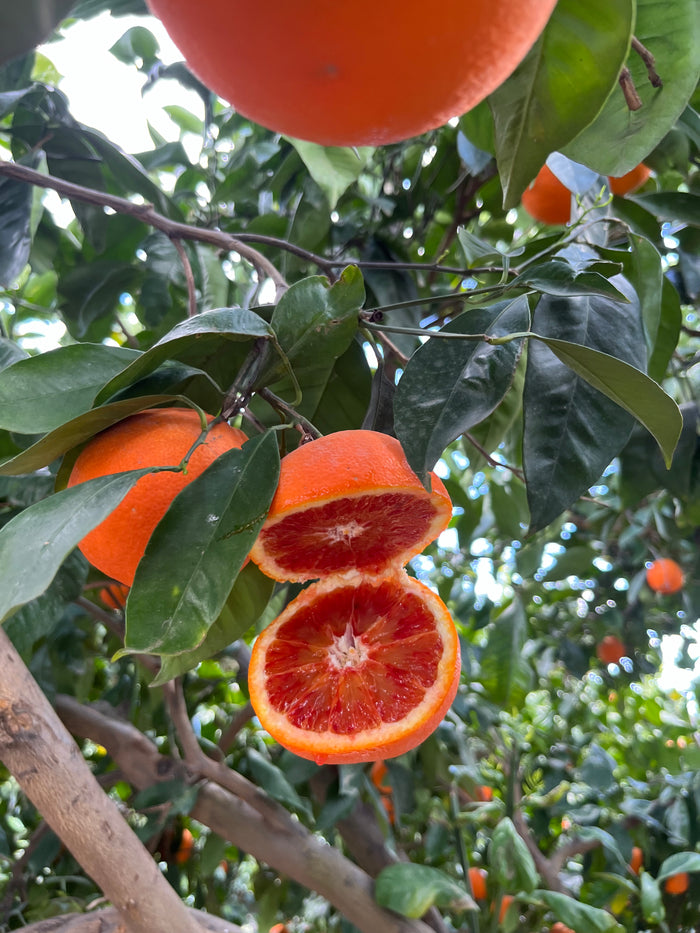 MIX DI LIMONI E AGRUMI KG 15
