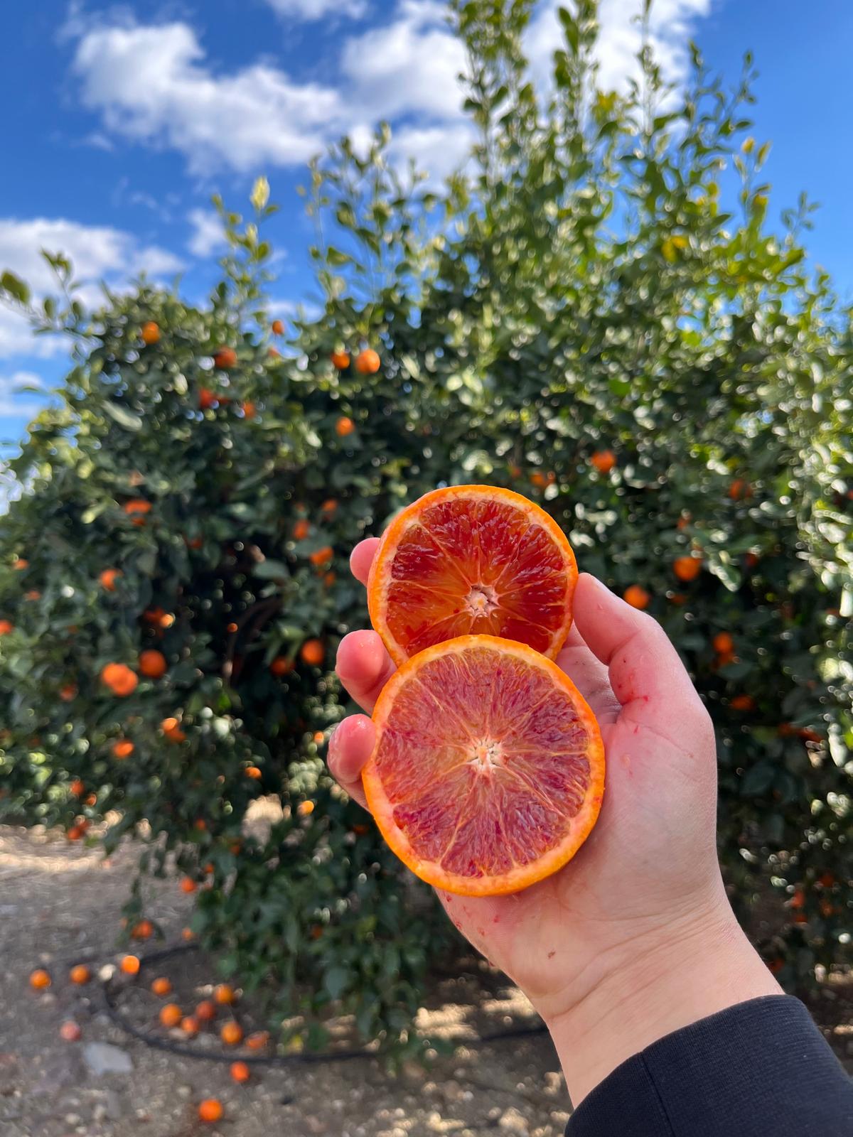 Arance Tarocco Sciré da Spremuta