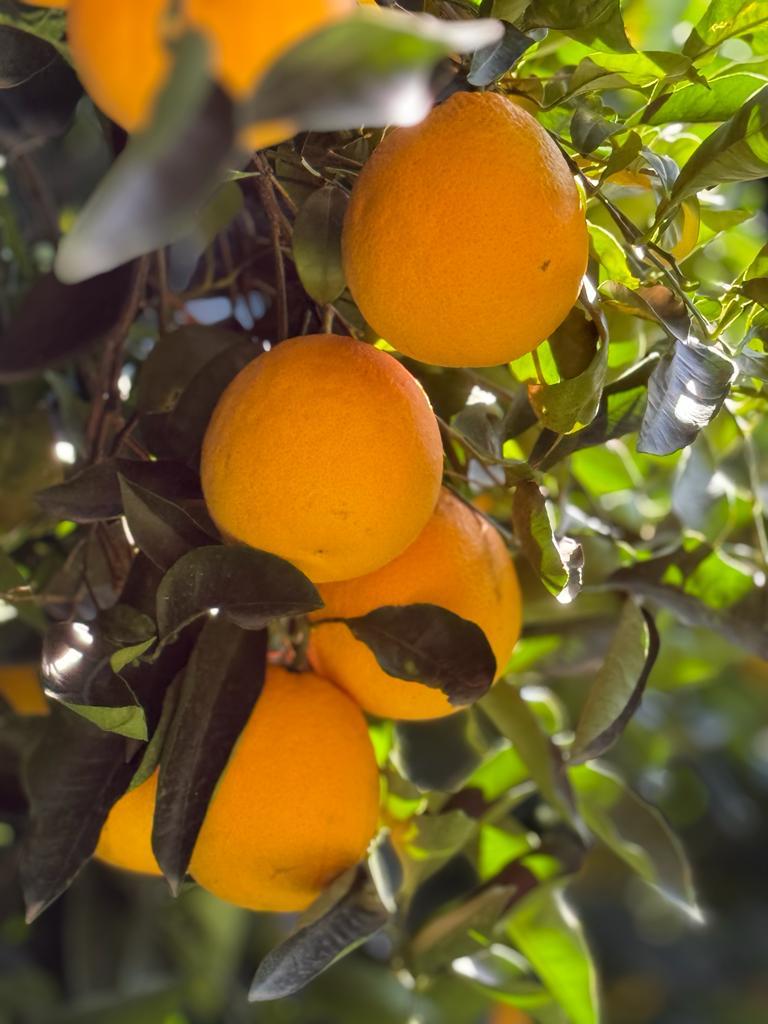 Arance Tarocco Sciara da Tavola