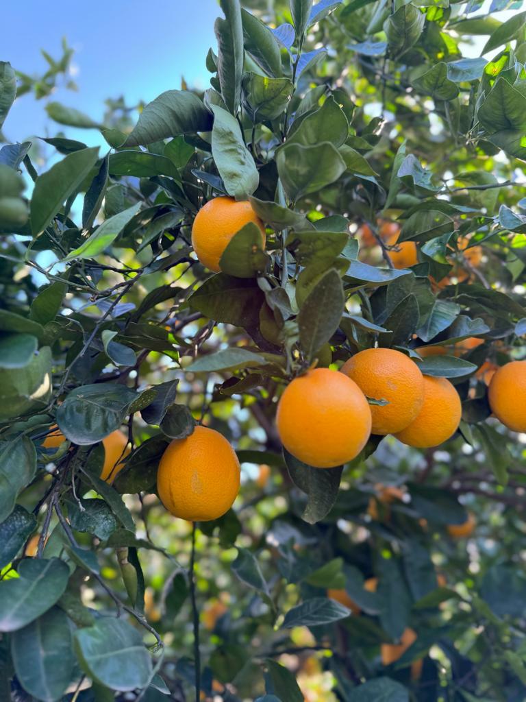 Arance Tarocco Sciara da Spremuta