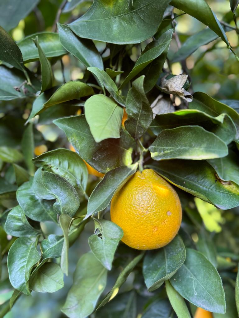 Limoni di Sicilia