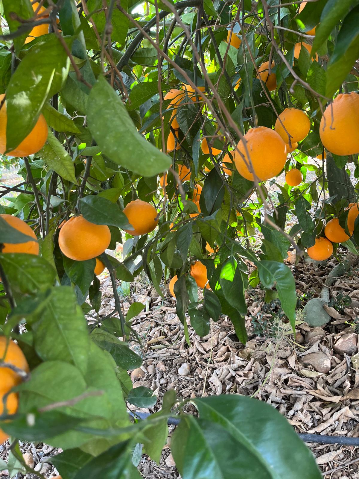 Arance Tarocco Giallo da Tavola