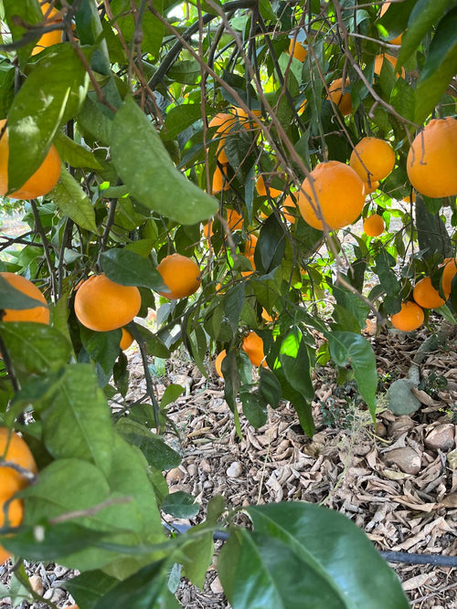 Arance Tarocco Giallo da Spremuta