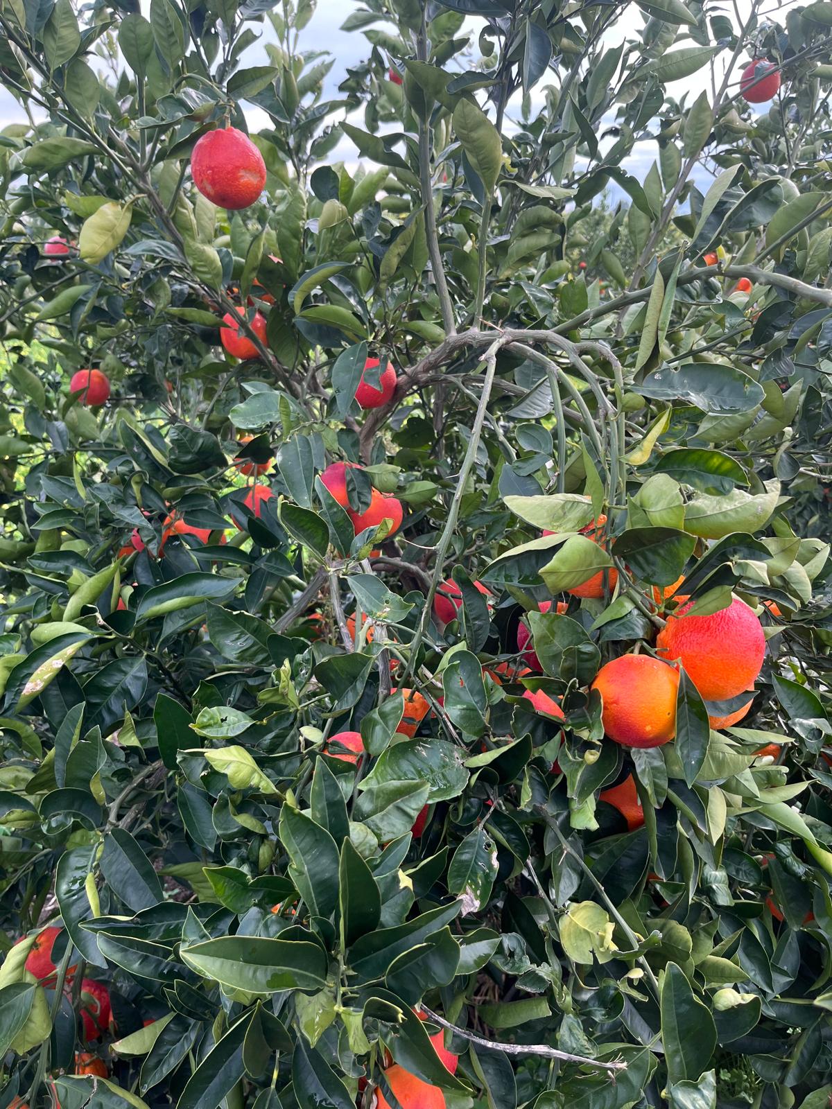 Arance Tarocco Lemposo da Tavola