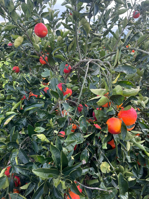 Arance Tarocco Lemposo da Spremuta