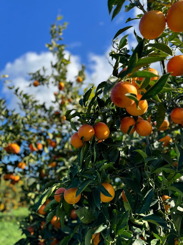 Arance Tarocco Giallo da Tavola