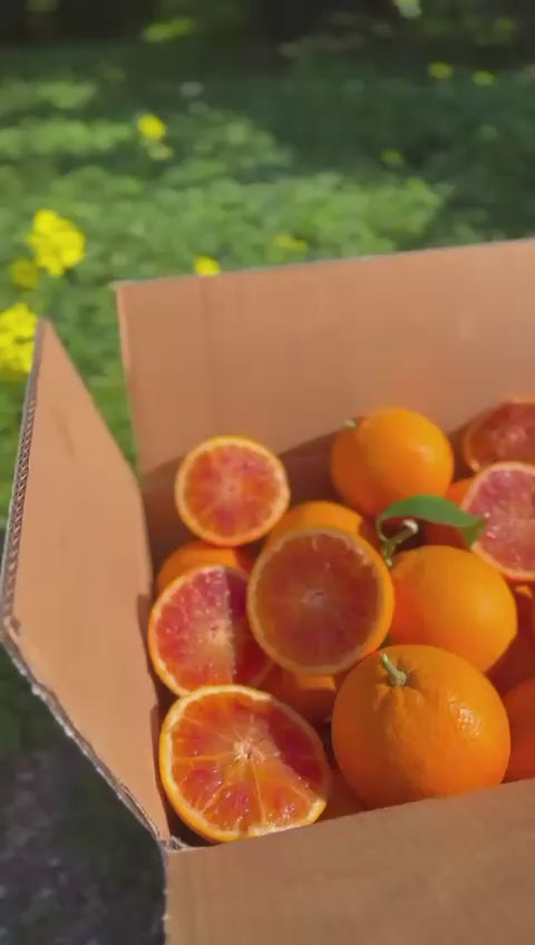 Arance Tarocco Sciara da Tavola