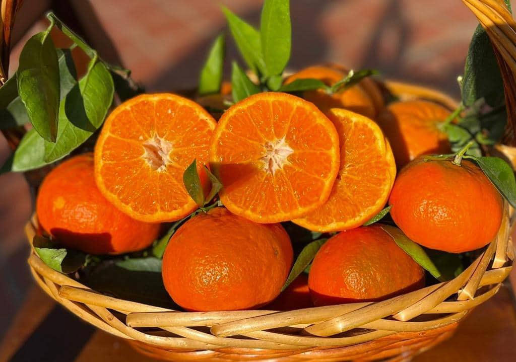 Arancia Clementino Tardivo da Tavola